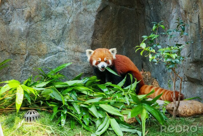 Fototapete Roter Panda und Bambus