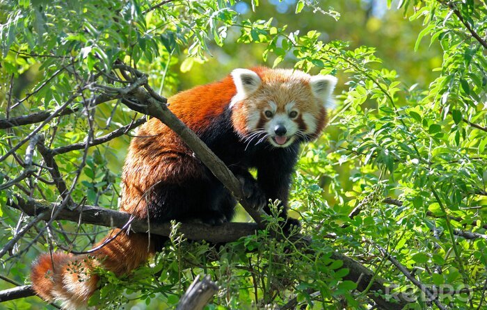 Fototapete Roter panda zwischen den blättern