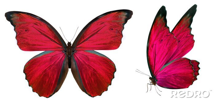 Fototapete Roter Schmetterling
