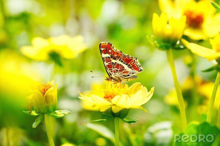 Fototapete Roter Schmetterling und gelbe Blumen