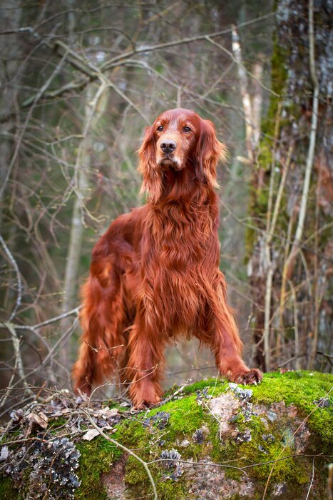 Fototapete Roter Setter im Wald stehend