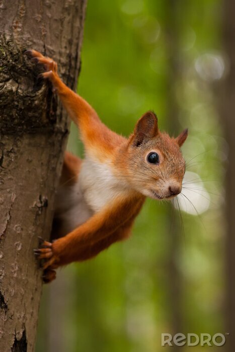 Fototapete Rotes Eichhörnchen auf Baum
