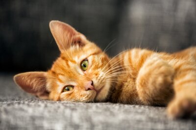 Fototapete Rotes Kätzchen auf dem Sofa