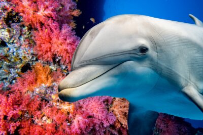 Fototapete Rotes Korallenriff und Delfin