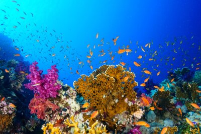 Rotes Meer und Korallenriff in Ägypten