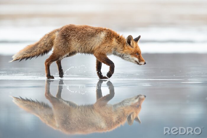 Fototapete rotes Tier auf der Oberfläche des Sees