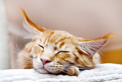 Fototapete rothaarige Katze mit langen Ohren
