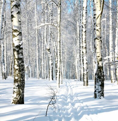 Route durch winterlichen Birkenwald