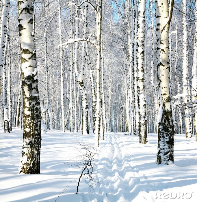 Fototapete Route durch winterlichen Birkenwald