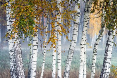 Fototapete Row of birch trees with yellow leaves in the fog. Selective focus.