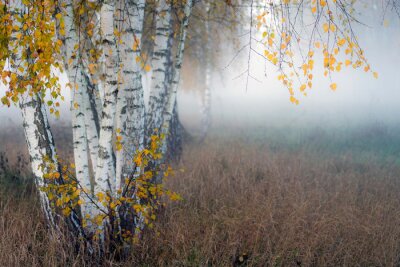 Fototapete Row of birch trees with yellow leaves in the fog. Selective focus..