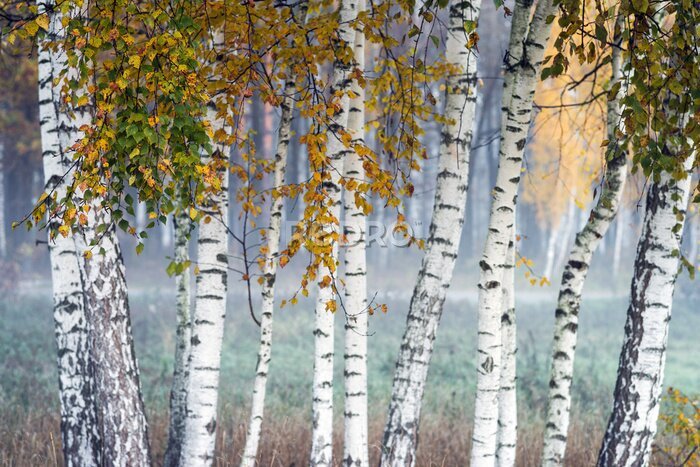 Fototapete Row of birch trees with yellow leaves in the fog. Selective focus.