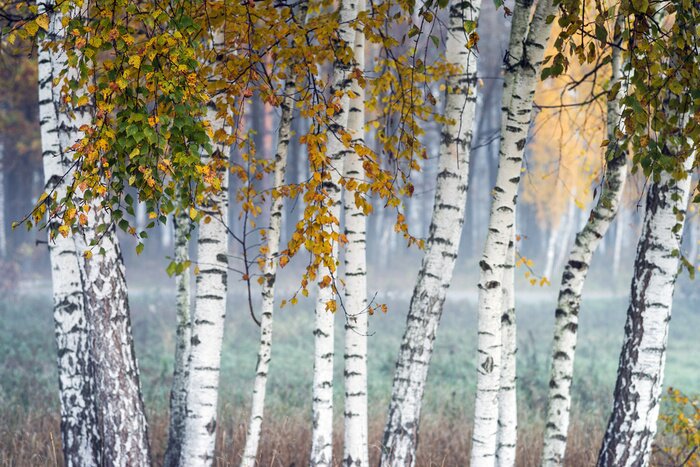 Fototapete Row of birch trees with yellow leaves in the fog. Selective focus.