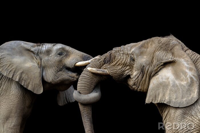 Fototapete Rüssel umwickelnde Elefanten