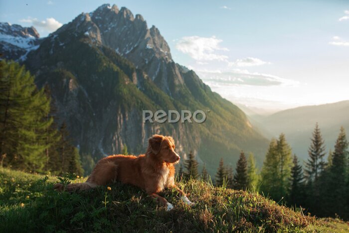 Fototapete Ruhender Hund mit Berglandschaft im Hintergrund