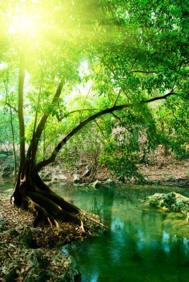 Fototapete Ruhiger Fluss im Dschungel