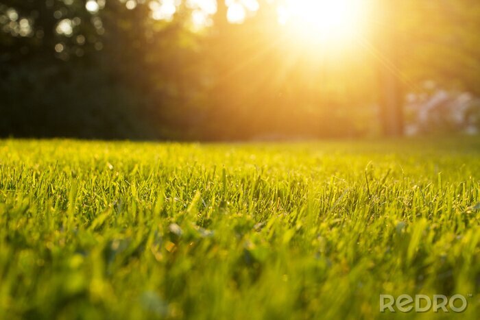 Fototapete Ruhiges Gras im Park