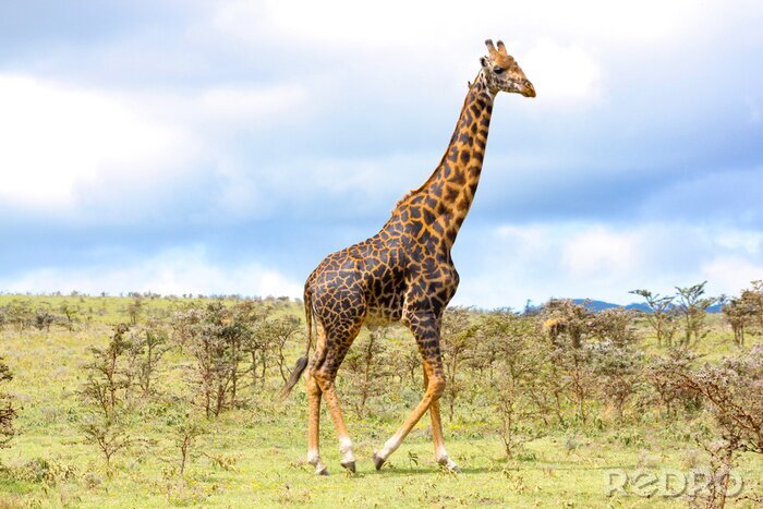Fototapete Safari-Landschaft in Tansania