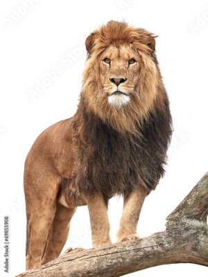 Fototapete Safari Löwe auf einem alten Ast stehend