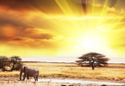 Safari Tier und Landschaft