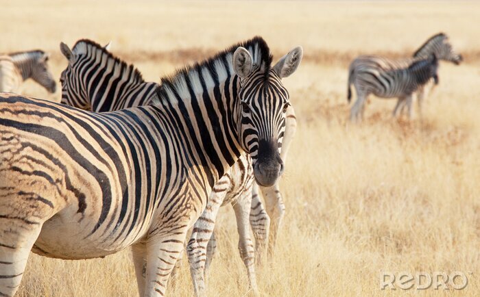 Fototapete Safari-Tiere in schwarz-weißen Streifen