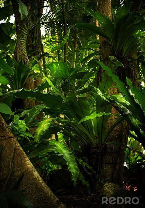 Fototapete Saftig grüner Dschungel