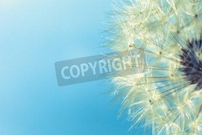 Fototapete Samen der Pusteblume auf blauem Hintergrund