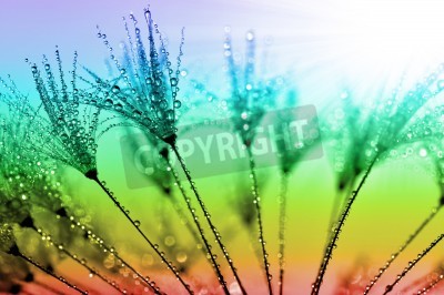 Fototapete Samen der Pusteblume auf regenbogenfarbenem Hintergrund