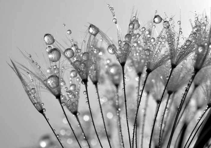 Fototapete Samen in Tautropfen