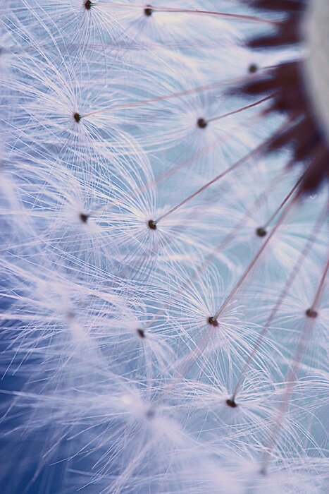 Fototapete Samen vor dem Hintergrund des Himmels in Nahaufnahme