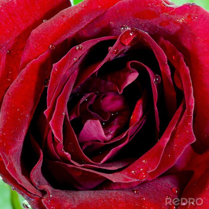 Fototapete Samtige Rosentextur