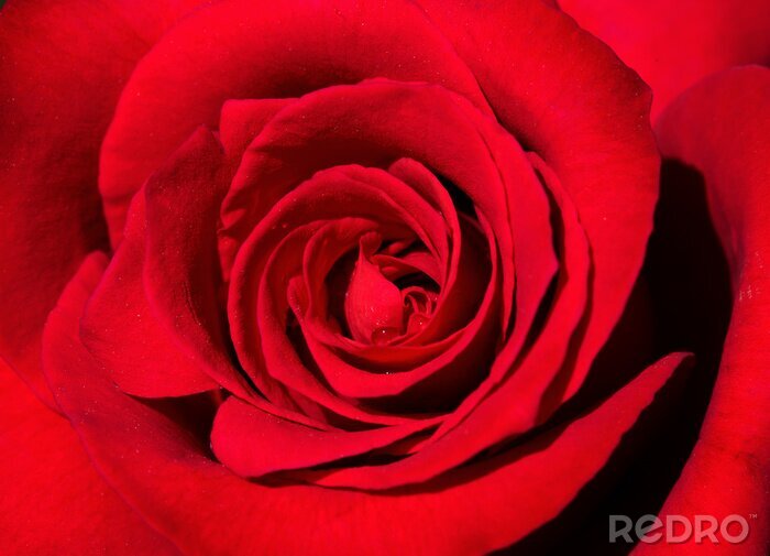 Fototapete Samtige rote Rose