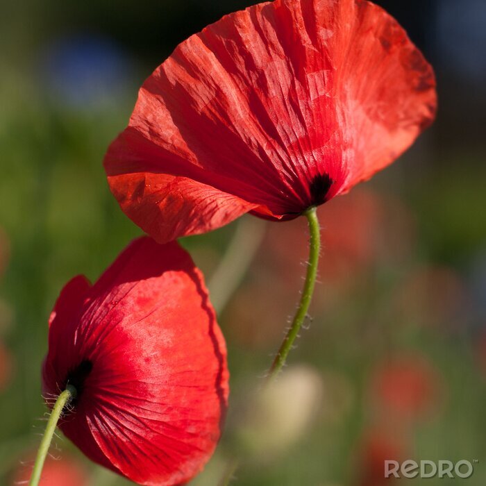 Fototapete Sanfte Blumen im Sonnenlicht