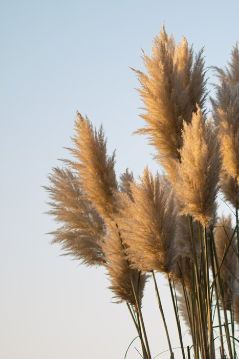 Fototapete Sanfte Gräser bei Sonnenuntergang