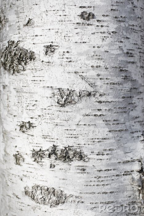 Fototapete Sanfte Textur von weißer Birke
