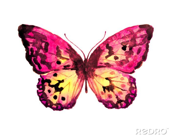 Fototapete sanfter Schmetterling auf weißem Hintergrund