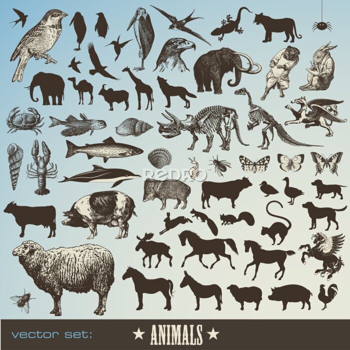 Fototapete Satz von 60 detaillierte Abbildungen der Tiere und tierischen Silhouetten