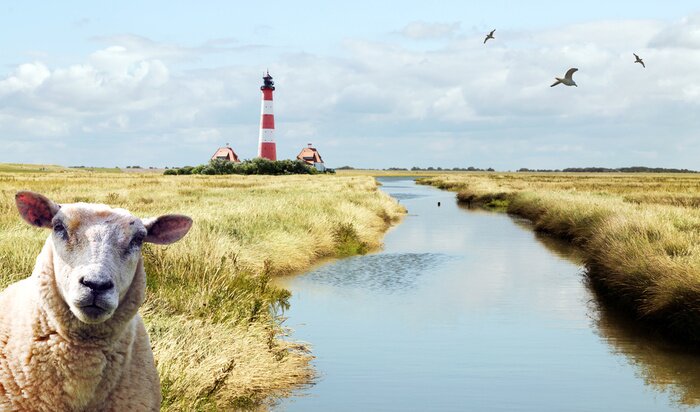 Fototapete Schaf in der Nähe des Leuchtturms