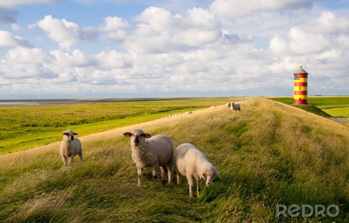 Fototapete Schafe auf der Wiese