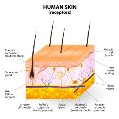 Fototapete Schichten der menschlichen Haut
