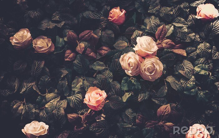 Fototapete Schicke Rosen auf dunklen Blättern