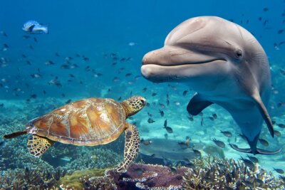 Fototapete Schildkröte und Delfin unter Wasser