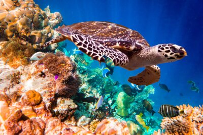 Schildkröte und Korallenriff