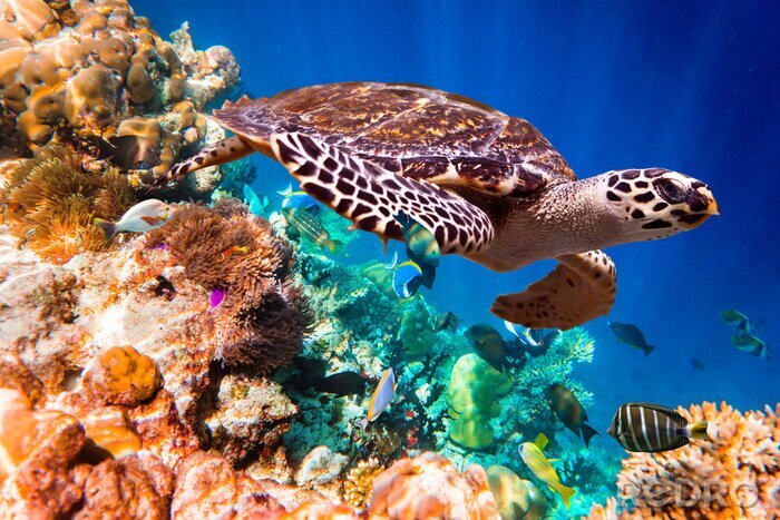 Fototapete Schildkröte und Korallenriff