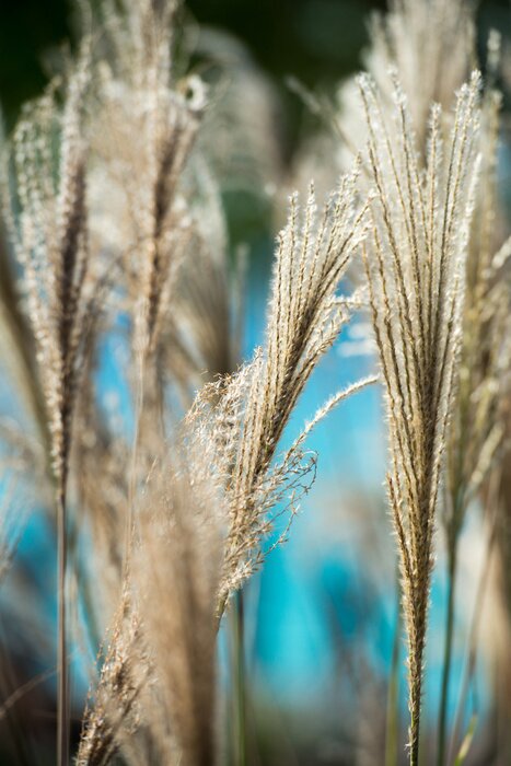 Fototapete Schilf Nahaufnahme