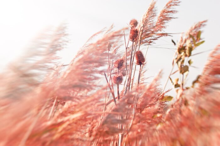 Fototapete Schilf und Natur