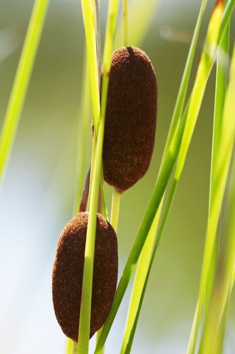 Fototapete Schilf und Natur