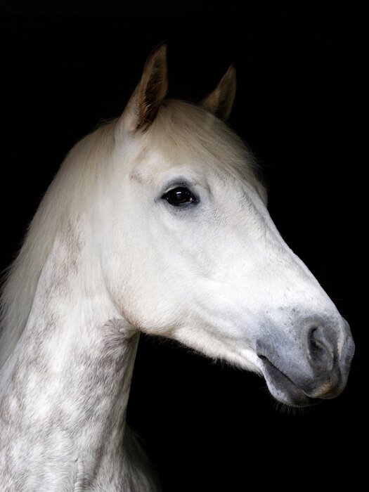 Fototapete Schimmel im schatten