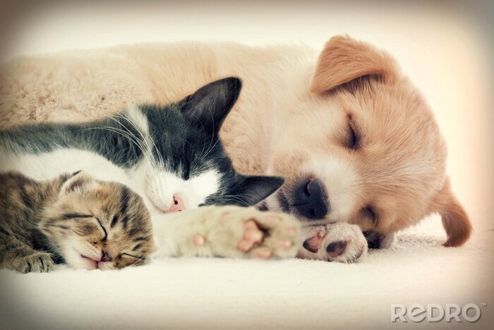 Fototapete Schlafende Haustiere