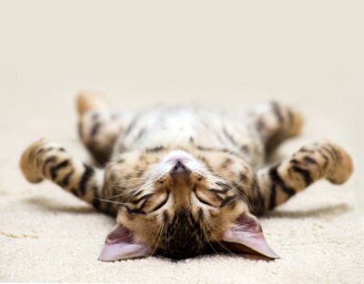 Fototapete Schlafende Kätzchen auf dem Teppich